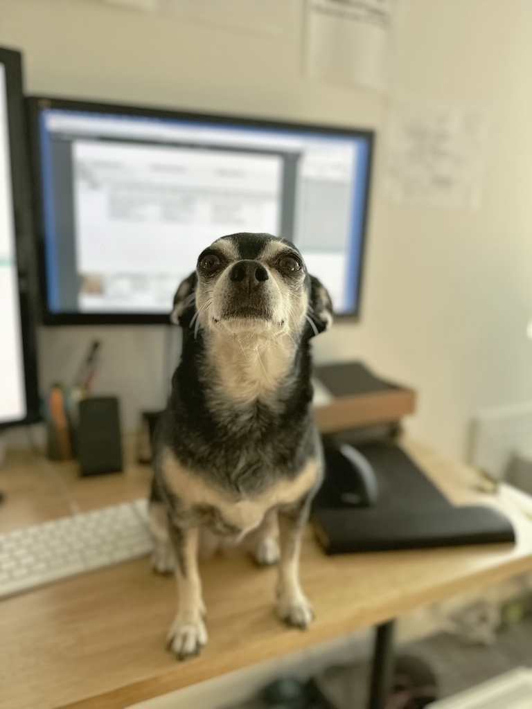 dog food, synthetic vitamins, freeze-dried dog food