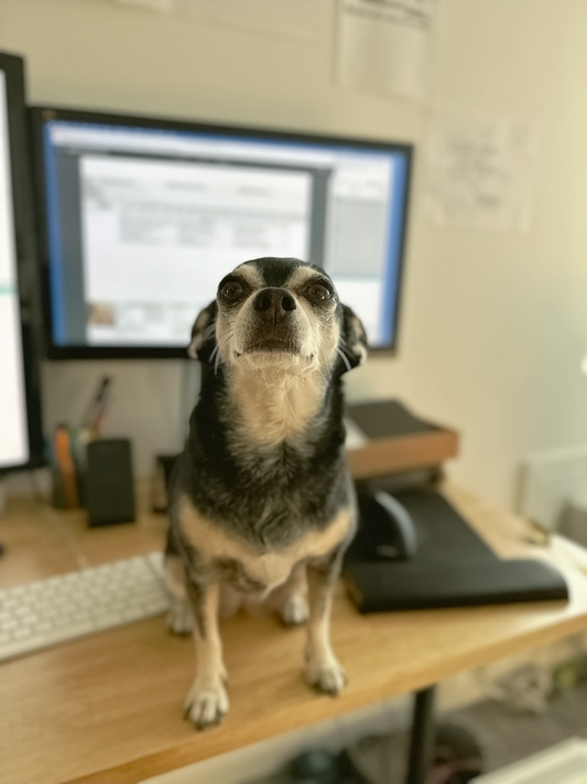 dog food, synthetic vitamins, freeze-dried dog food